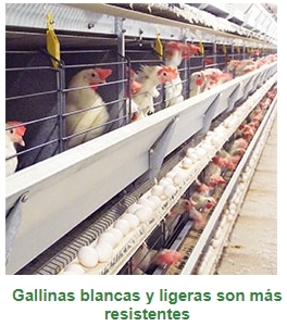 Tifoidea aviar: conozca más sobre esa enfermedad que puede ser devastadora para las granjas - Image 2