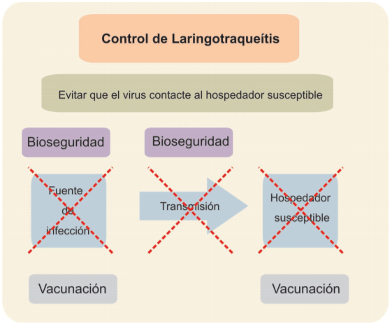 Figura 3: Puntos críticos para el control de la Laringotraqueítis. La fuente de infección y las vías de trasmisión pueden controlarse empleando medi-das de bioseguridad. La fuente de infección también puede reducirse me-diante vacunación que también debe usarse para disminuir la susceptibili-dad del plantel.
