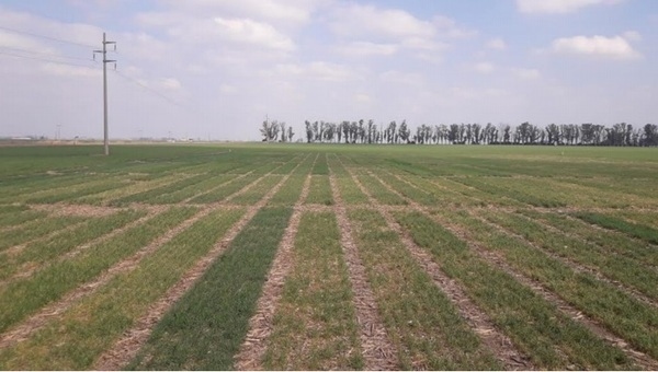 Evaluación de cultivares de trigo sobre rastrojo de maíz - Image 1