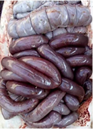 La tecnología Cu Algoclay como modulador de la flora intestinal - Image 2