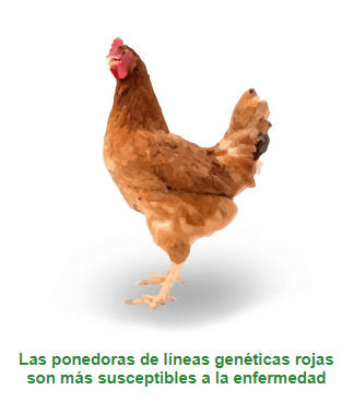 Vacunación: medida eficaz contra la tifoidea aviar - Image 1