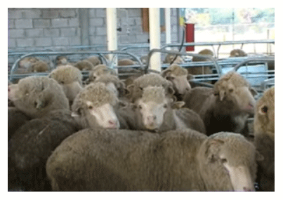 Figura 3. Reposo de ovinos previos al sacrificio en un rastro Tipo Inspección Federal.