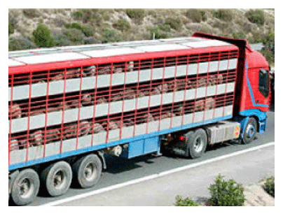 Figura 2. Trasporte de ovinos previos al sacrificio.