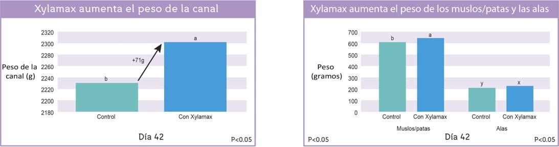 Evaluación del rendimiento del animal vivo y las características de la canal de pollos de engorde alimentados con dietas de maíz y soja suplementadas con fitasa y xilanasa broiler - Image 3