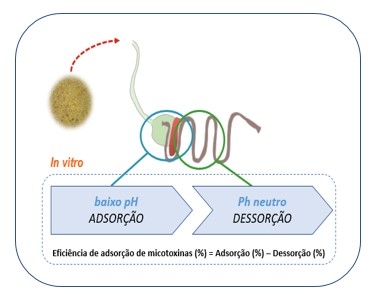 ¿Cuáles son los puntos clave a la hora de elegir un adsorbente de micotoxinas? - Image 4