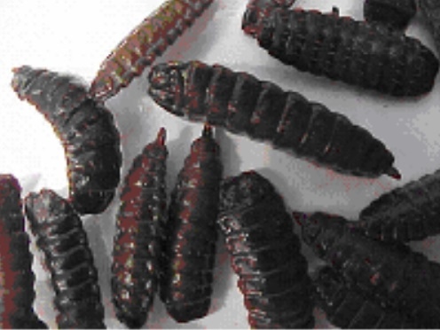 ANALISIS COMPOSICIONAL, MICROBIOLÓGICO Y DIGESTIBILIDAD DE LA PROTEÍNA DE LA HARINA DE LARVAS DE Hermetia illuscens L (DIPTERA:STRATIOMYIIDAE) EN ANGELÓPOLIS-ANTIOQUIA, COLOMBIA - Image 2
