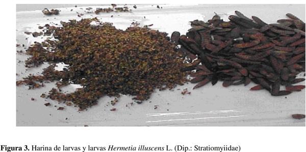ANALISIS COMPOSICIONAL, MICROBIOLÓGICO Y DIGESTIBILIDAD DE LA PROTEÍNA DE LA HARINA DE LARVAS DE Hermetia illuscens L (DIPTERA:STRATIOMYIIDAE) EN ANGELÓPOLIS-ANTIOQUIA, COLOMBIA - Image 3