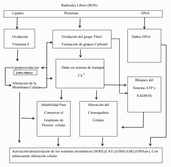 Figura N.13 Interrelaciones de los mecanismos por los cuales los ROS dañan a las células. Cuando los ROS interactúan con los lípidos, Proteínas, y DNA , se producen numerosos cambios que potencializan la muerte celular. Tomado de Kehrer and Klotz.(2015)[31].