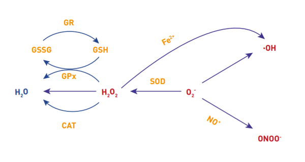 Figura N.6. Enzimas antioxidantes en la Membrana mitocondrial. GR: Glutatión Reductasa, GSH: Glutatión GSSG: Glutatión reducido, GPx: Glutatión Peroxidasa CAT: Catalasa, SOD Superoxido dismutasa, ONOO-: Peroxinitrito[21].