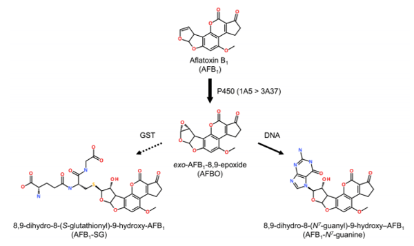 Figura N.12 Metabolismo enzimático del bloqueo de la AFB1, Por el glutatión(GSH)[39]