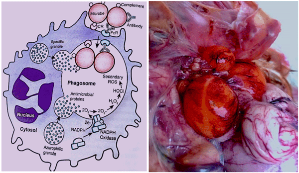 Figura N.7 Mecanismo NADPH Oxidasa en Mφ [24] Figura N.8 Ovo peritonitis en ponedoras por E.Coli
