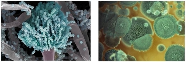 Soluciones frente a las micotoxinas - Image 1