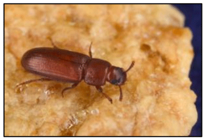 Figura 2. Tribolium castaneum. Fuente: Ezsa Sanidad ambiental.