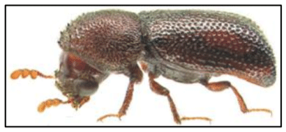 Figura 4. Prostephanus truncatus. Fuente: Georg Goergen. Universidad de Harvard.