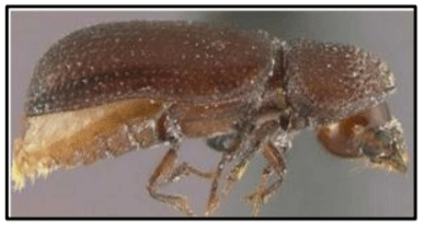 Figura 5. Rhyzoperta dominica. Fuente: Gary Alpert. Universidad de Harvard.