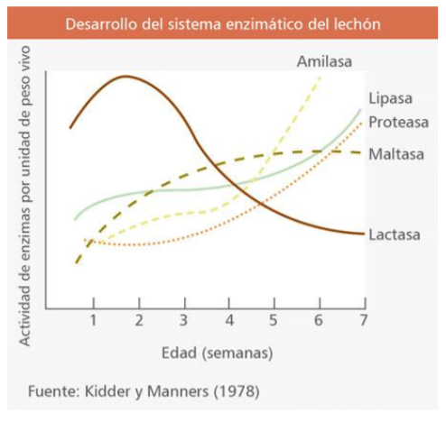 desarrollo del sistema ezimatico del lechon