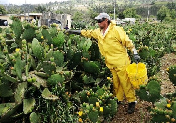 La tuna, un cultivo muy interesante - Image 1