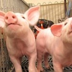 Una Lesión: poliserositis - Dos Causas: ¿H. parasuis o Mycoplasma hyorhinis? - Image 1
