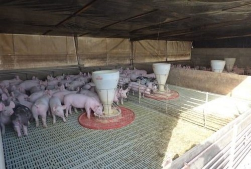 Un buen destete empieza en la fase de maternidad - Image 2