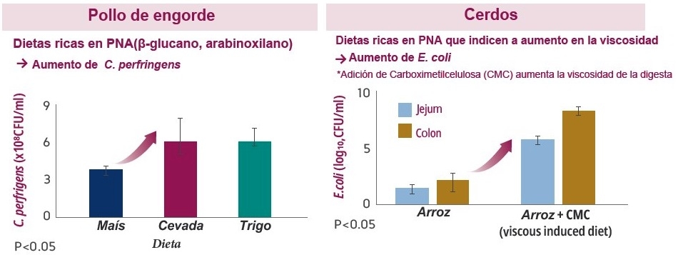 Importancia de la xilanasa en los alimentos balanceados para animales - Image 2
