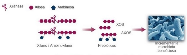 Importancia de la xilanasa en los alimentos balanceados para animales - Image 4