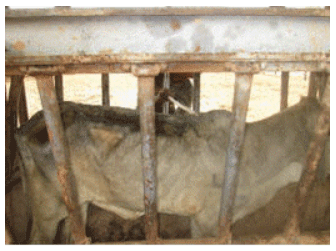 Foto 2. Color del pelaje de novilla CONTROL luego de 85 días de experimento
