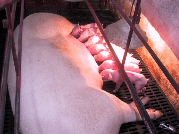 MANEJOS EN MATERNIDAD PORCINA - Image 1