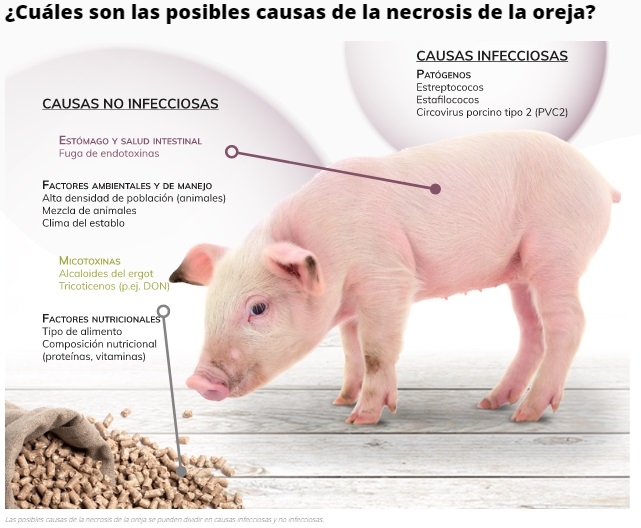 Necrosis de la oreja en cerdos: un problema multifactorial - Image 2