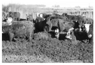 Foto 1. Presencia de barro en corrales de engorde.