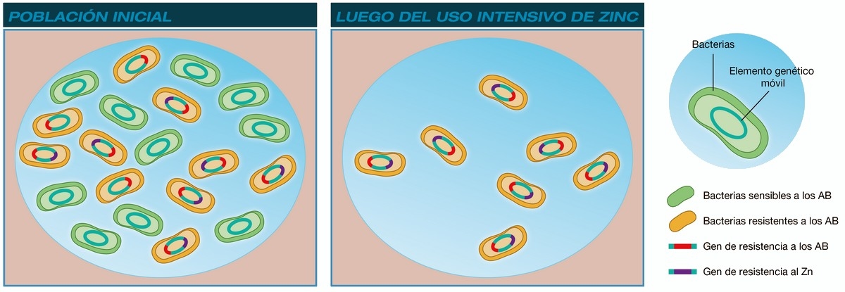 ¿Por qué el cobre y el zinc favorecen la resistencia a los antimicrobianos ? - Image 1