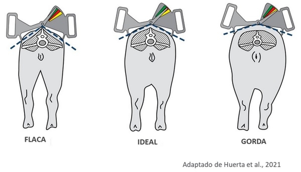 Evaluación de la condición corporal de la cerda: Uso del Caliper y su Importancia - Image 1