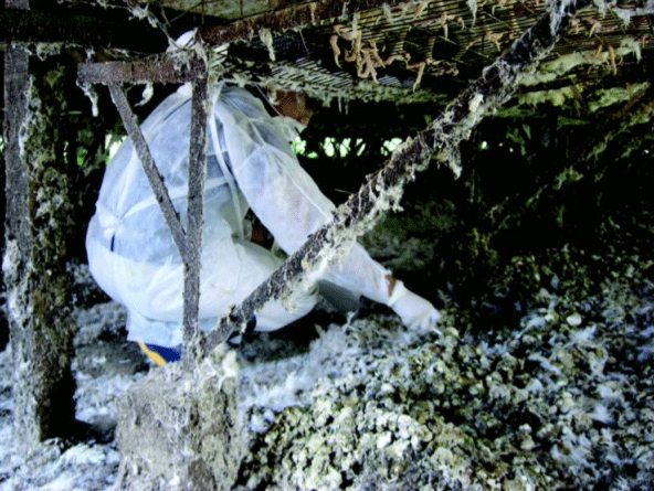 Salmonella y aflatoxinas en ponedoras comerciales - Image 3