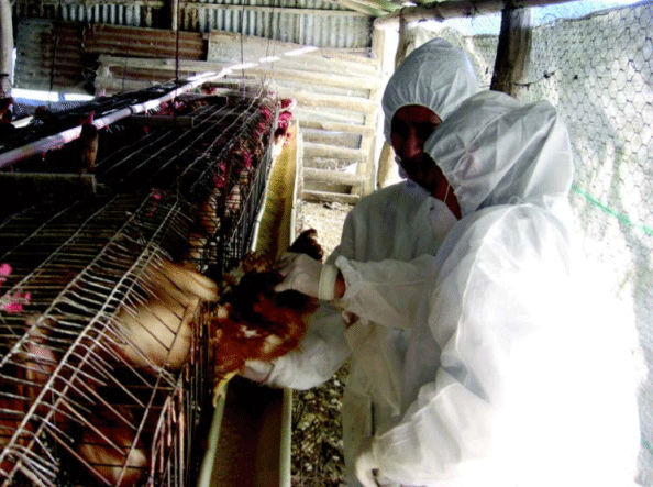 Salmonella y aflatoxinas en ponedoras comerciales - Image 2