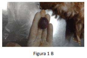 Patogenia y tipos de SALMONELLA en las AVES Image 2