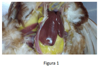 Patogenia y tipos de SALMONELLA en las AVES Image 1