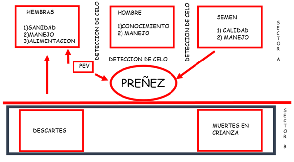 Valor de los parámetros reproductivos - Image 1