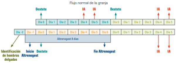 Protocolo de aplicación del Altrenogest en hembras delgadas y de 1er parto