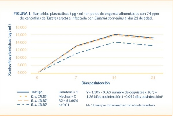 Absorción y depósito de xantofilas en pollos de engorda desafiados con tres diferentes niveles de ooquistes de Eimeria acervulina - Image 2