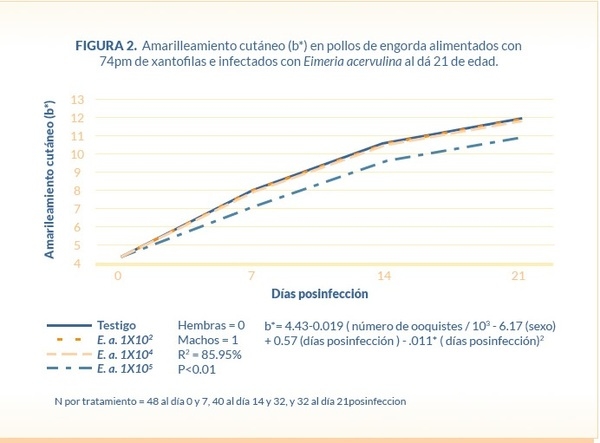 Absorción y depósito de xantofilas en pollos de engorda desafiados con tres diferentes niveles de ooquistes de Eimeria acervulina - Image 3
