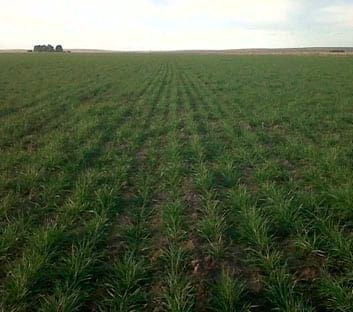 Producción de carne en suelos bajos con agropiro o festuca en el primer año de implantación - Image 1