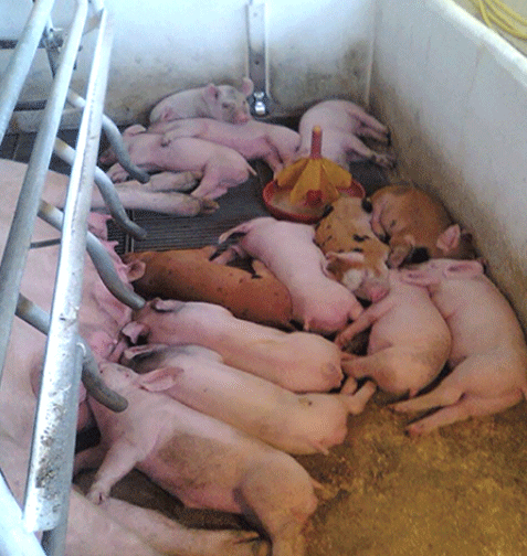 En los primeros 35 días de gestación