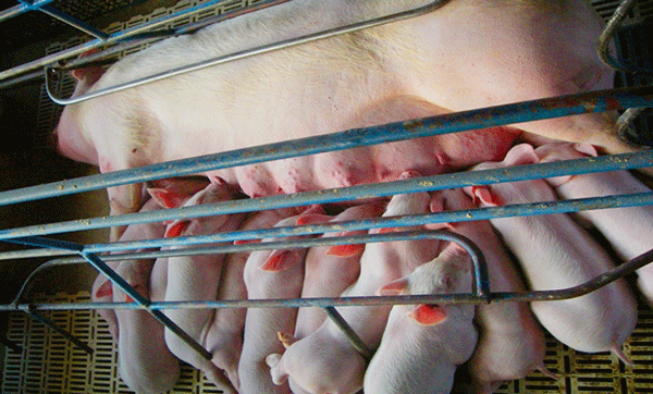 Estrategias de alimentación en cerdas de alta prolificidad - Image 1