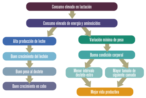 Influencia de la alimentación en lactación con la productividad.