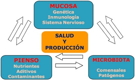 Microbiota y salud intestinal en porcino - Image 6