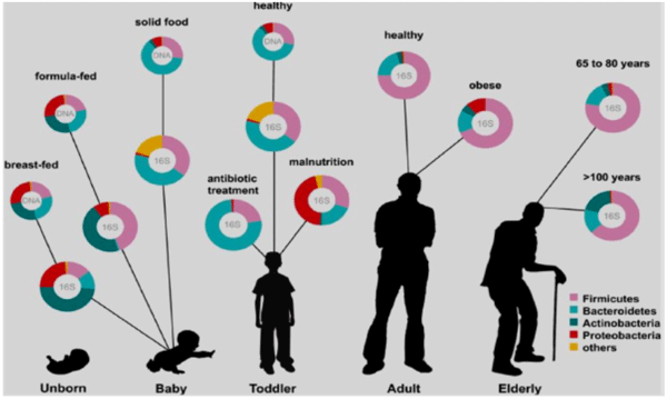Microbiota y salud intestinal en porcino - Image 5