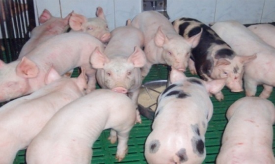 Microbiota y salud intestinal en porcino - Image 5