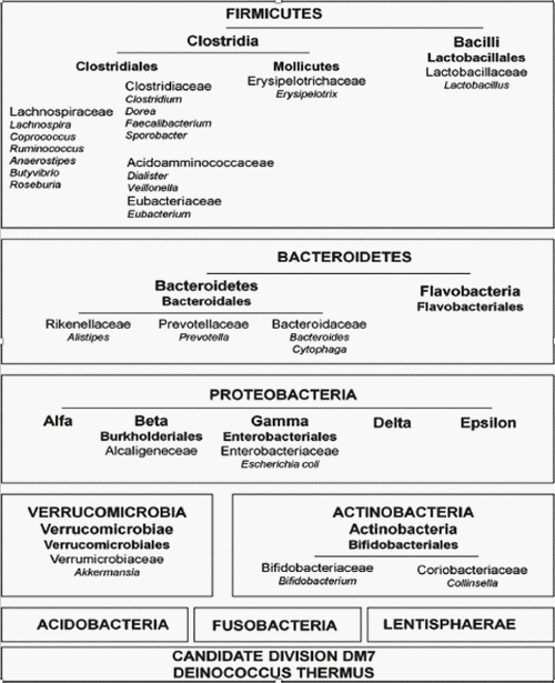 Microbiota y salud intestinal en porcino - Image 2