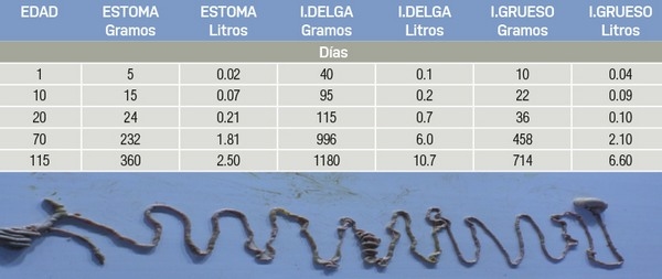 Microbiota y salud intestinal en porcino - Image 1