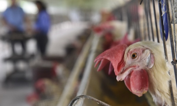 Fitobióticos: alternativa para contrarrestar los antibióticos promotores de crecimiento en aves - Image 1