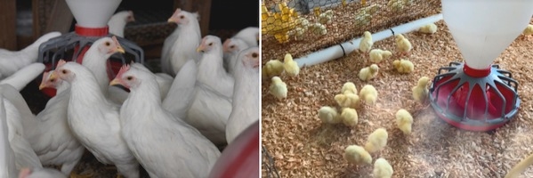 Fitobióticos: alternativa para contrarrestar los antibióticos promotores de crecimiento en aves - Image 2